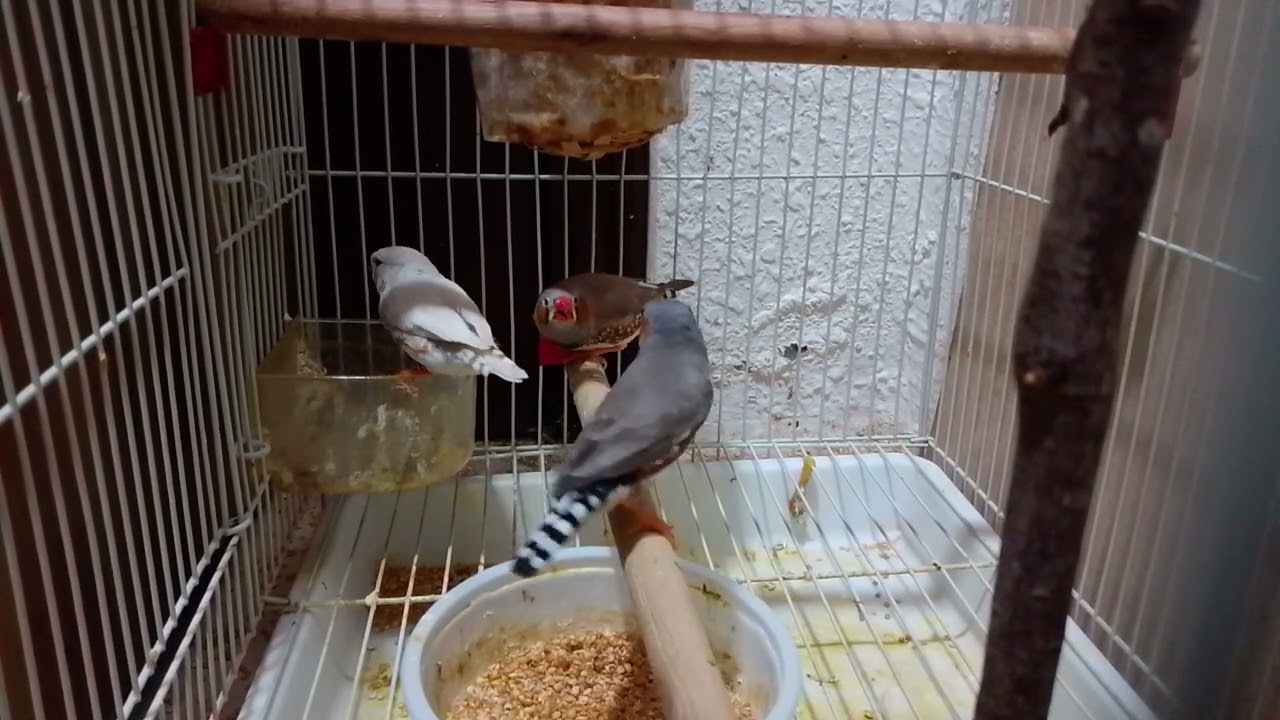 Chini,Mini &Tini the cute and beautiful Zebra Fitch Sparrows playing,enjoying and showing their nest