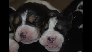 How I raise a litter of puppies at Home Harlan May Pups