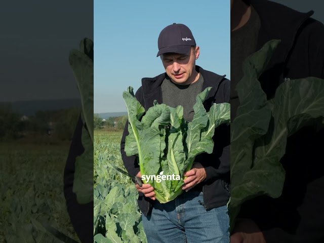 Цвітна капуста Джава