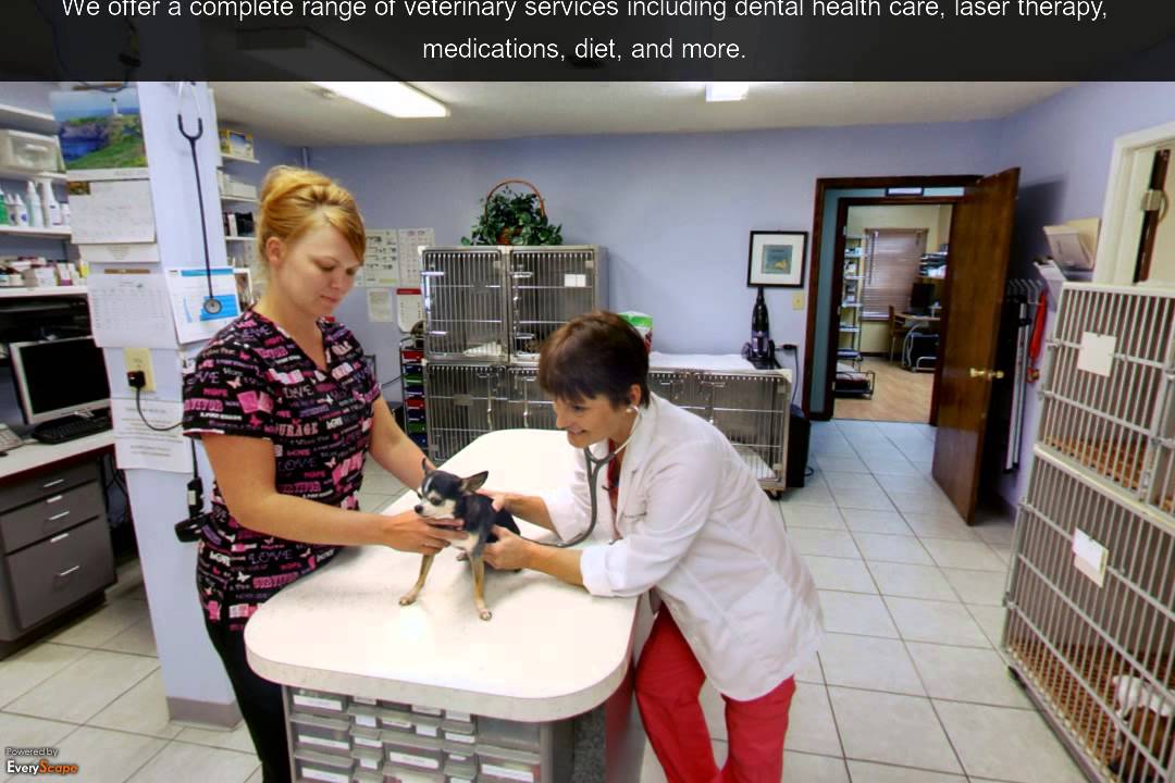 The Pet Clinic Biloxi, MS Veterinarian YouTube