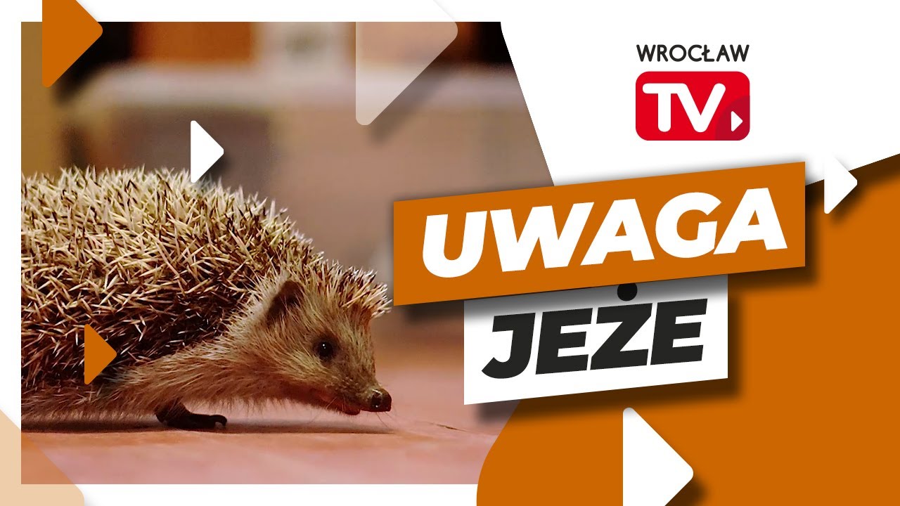 Uwaga jeże! Jak im pomóc przed zimą? | Wrocław TV - YouTube