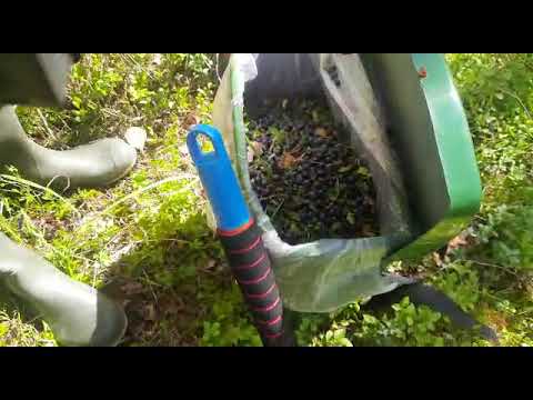 сравнение сбора черники комбайном и граблями.