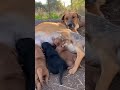 Heartwarming Moment: Brave Mama Dog Feeding Her Adorable Puppies! 🐾🐶