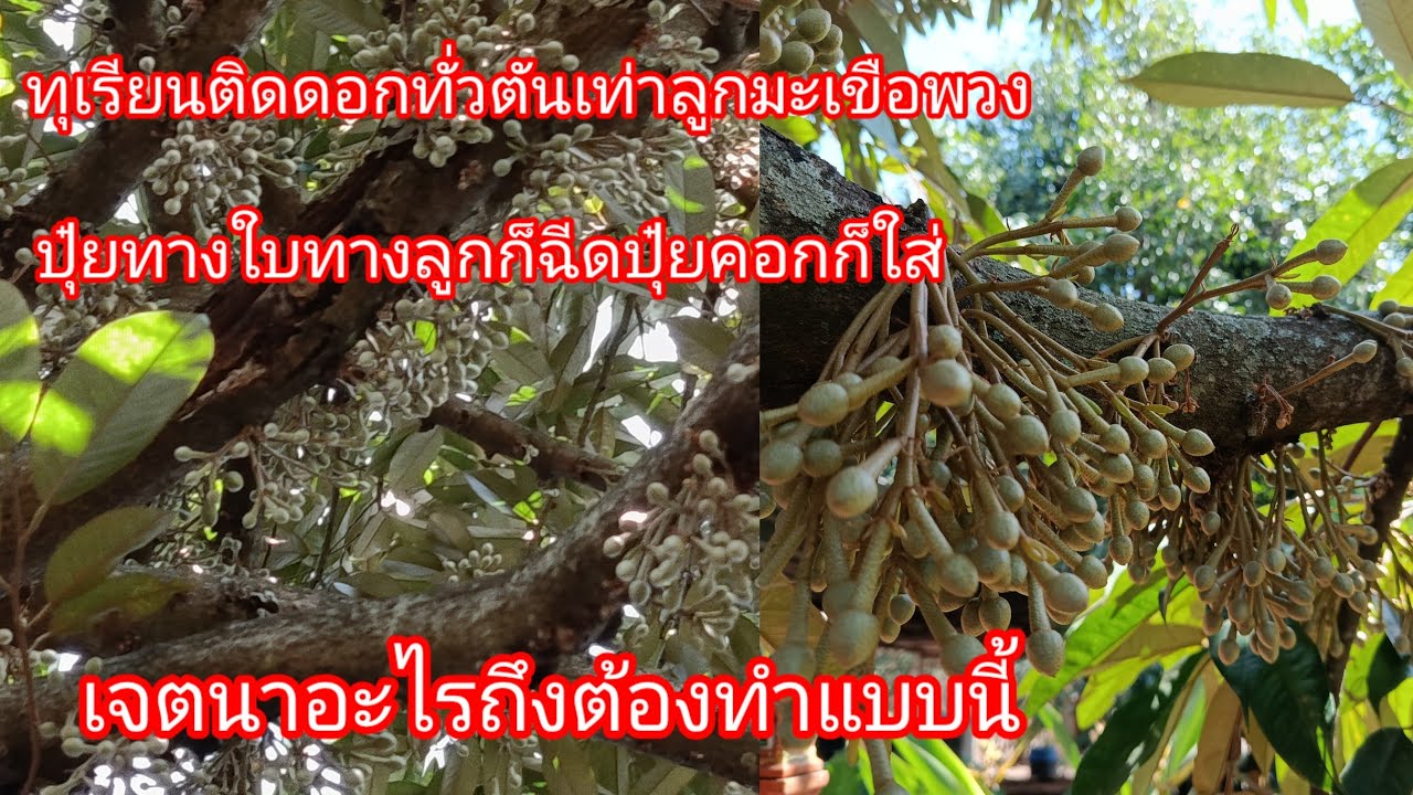 ทุเรียนติดดอกทั่วต้นเท่าลูกมะเขือพวงปุ๋ยทางใบทางลูกก็ฉีดปุ๋ยคอกก็ใส่เจตนาอะไรถึงต้องทำแบบนี้EP452