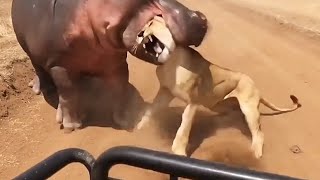 هاجم فرس النهر رأس اللبؤة وانظر ماذا حدث