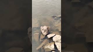 Maseer Fishing Video Amazing Fish Video Fishing