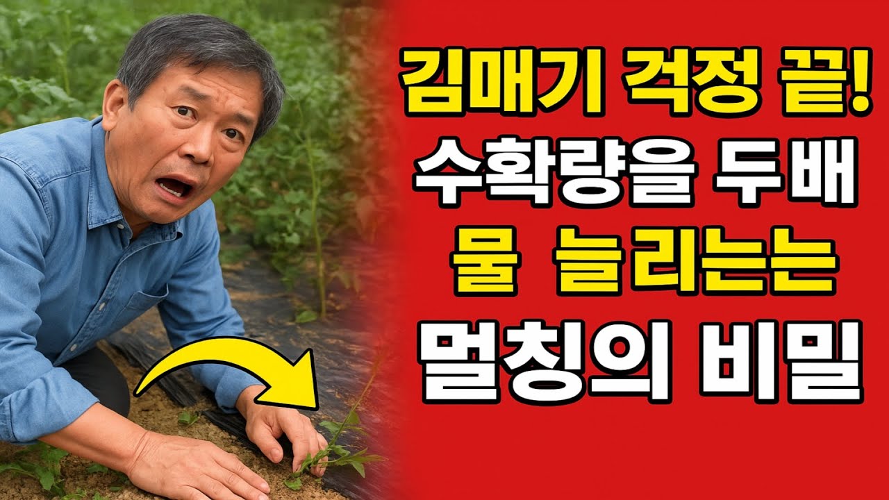 김매기 걱정 끝! 수확량을 두 배로 늘리는 멀칭의 비밀.