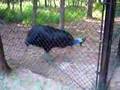 Growling Cassowary