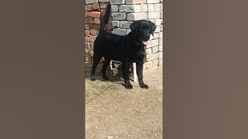 6 Month Labrador #black #labrador #video #6months