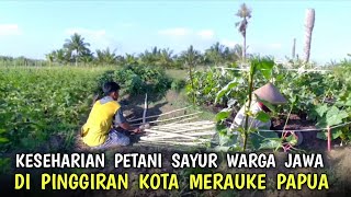 The daily life of Javanese vegetable farmers on the outskirts of Merauke, South Papua