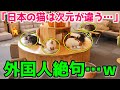 【海外の反応】海外「日本の猫は次元が違う」日本の猫の特有の現象に世界が驚愕!他関連動画1本