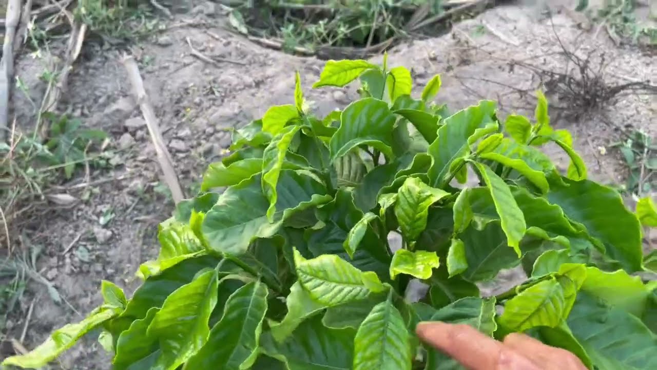 Cập nhật lại vườn cà phê lá xoài trồng đất cát .