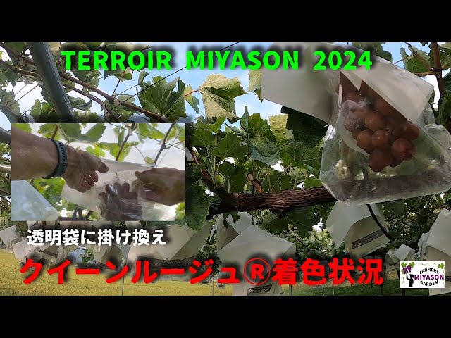 2024年】クイーンルージュⓇ着色状況 - YouTube