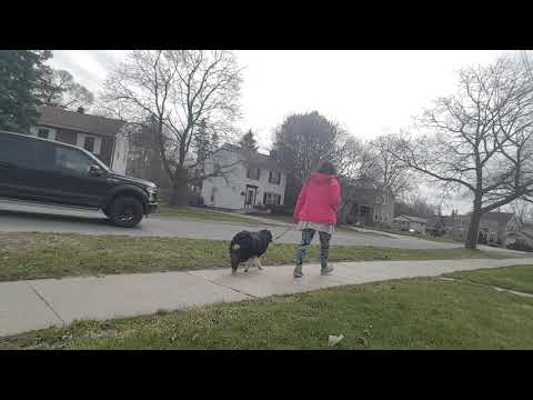 training-tips-for-leash-walking-dogs/good-doggy!