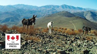 Canadian donkey doc ‘Perfectly a Strangeness’ upends Oscars norms