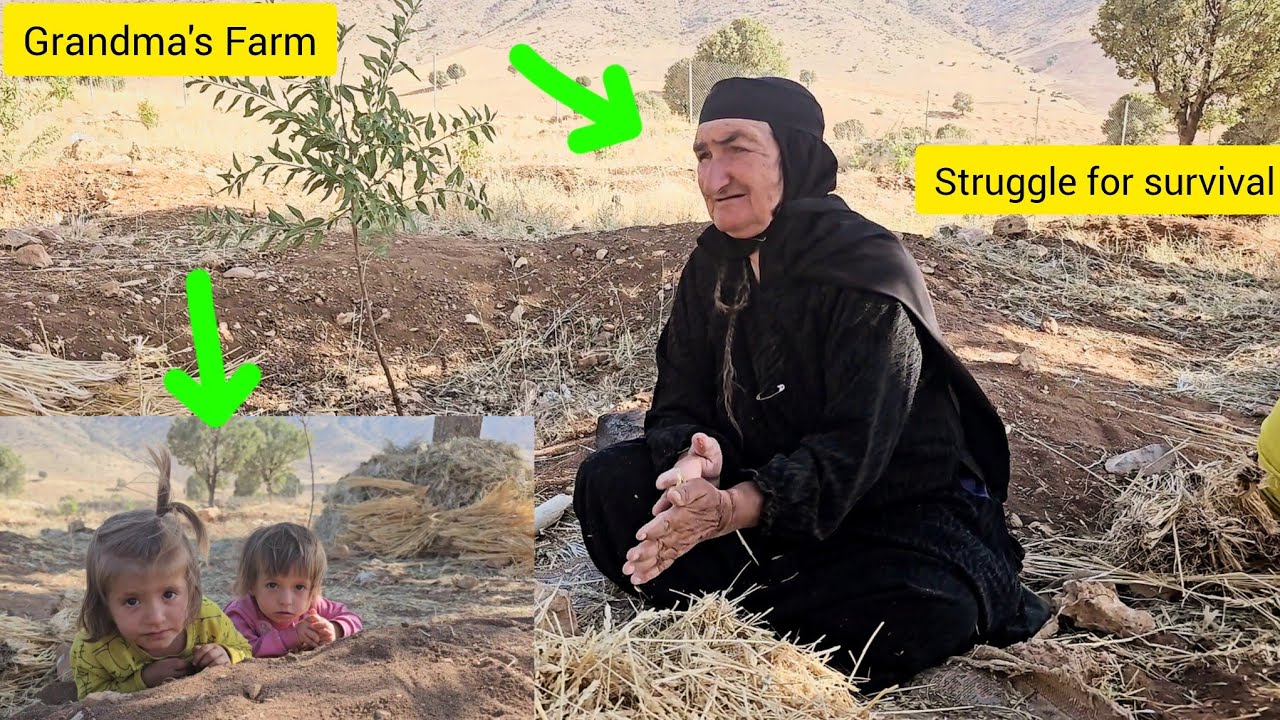 Бабушкина ферма: традиционный способ сбора урожая пшеницы ۰