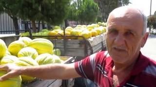 Sarı 11 Di̇li̇mli̇ Çok Tatlı Karakurt Kavunu