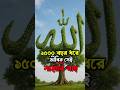 সাহাবি গাছ – ১৫০০ বছর ধরে জীবিত নবীজীর ছায়াদানকারী The Blessed Tree in Jordan | Islamic Miracle Tree