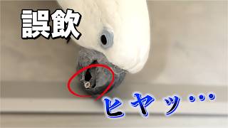 ゆきまる氏、放鳥中に「危ない物」見つけがち