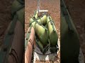 Crazy Massive Train Drift On Curved Diamond Railroad 💥 Funny BeamNG.Drive simulator #shorts