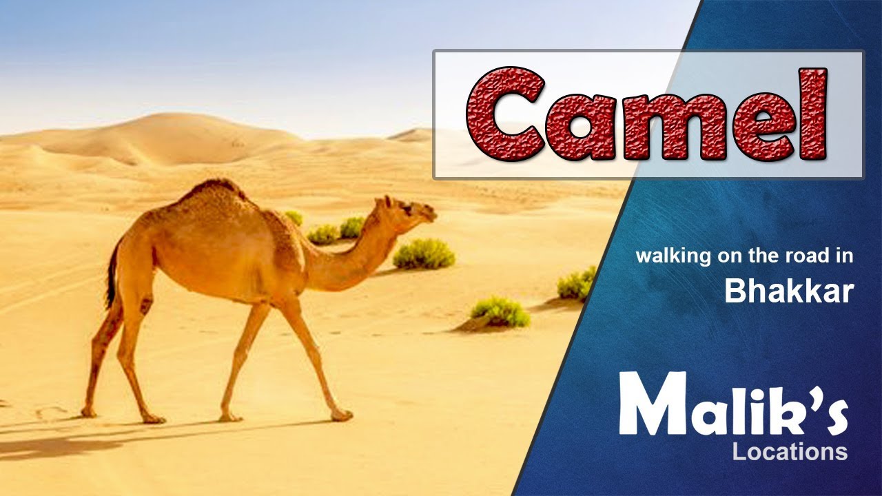 Camel walking on the road in Bhakkar