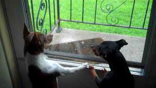 RAT TERRIER AND MIN PIN SEE A STRANGER