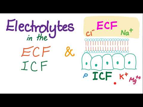 How Electrolytes, Sodium, Potassium and Chloride Function in your body ...