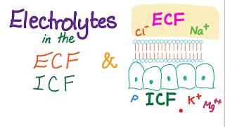 Electrolytes in the ECF and ICF screenshot 3