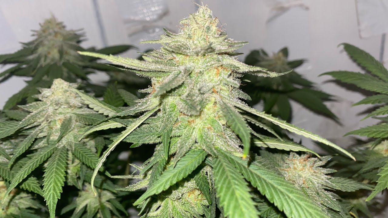 Vermont indoor cannabis grow