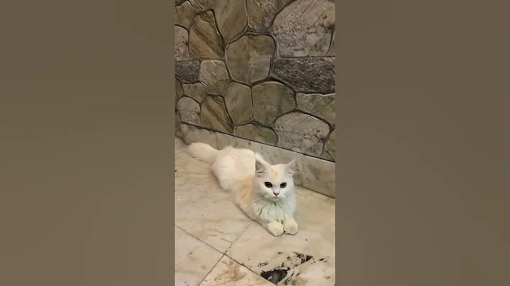 Video 11055561: persiancat cat funny pets