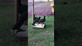 Seva de mutum no meio da cidade na regiao Amazonia