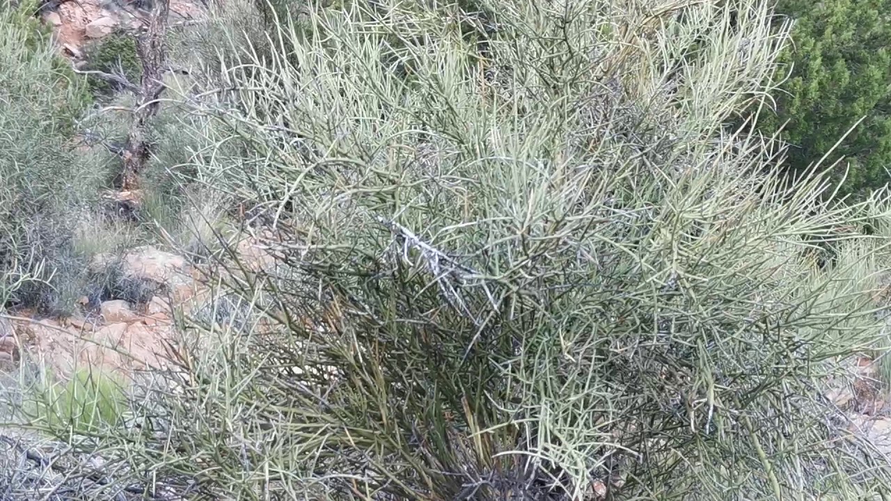 Sedona Arizona, Thunder Mountain Trail, Alan Chaffee