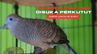 Perkutut Lokal Gacor Suara Paling Ampuh Untuk Pancingan Semua Burung Perkutut Agar Bunyi L40