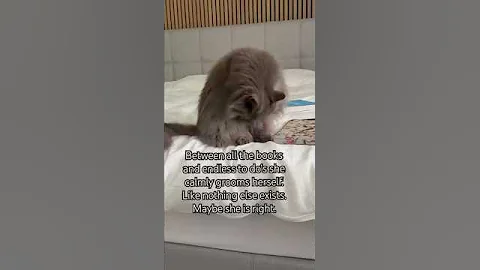 Video 10020491: mainecoon cat grooming