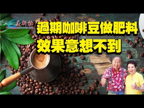 過期咖啡豆做肥料 效果意想不到 Youtube