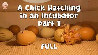 Celebrity A Chick Hatching in an Incubator — The Miracle of Life Before Your Eyes part 1 Relax ASMR Animals Wealth