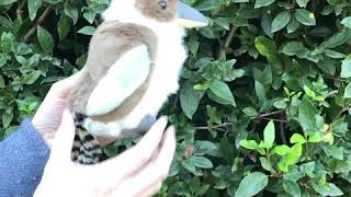 Kookaburra Spotted Living In Suffolk Countryside - News - Foto 8