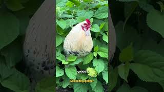 So excited about #spring #jokes #dadjokes #rooster #funnyanimals #chickens #lol #chickenhappyhour