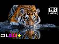 BEST OLED TEST - Mesmerizing Earthscapes in 8K HDR | Dolby Vision™