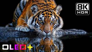 BEST OLED TEST - Mesmerizing Earthscapes in 8K HDR | Dolby Vision™