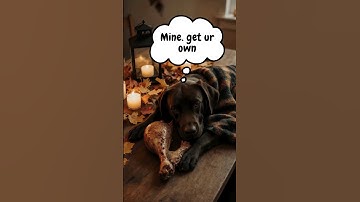 Nap Time, Then FEAST MODE 🍗 | Lazy Dog Tunes #relaxingmusicfordogs