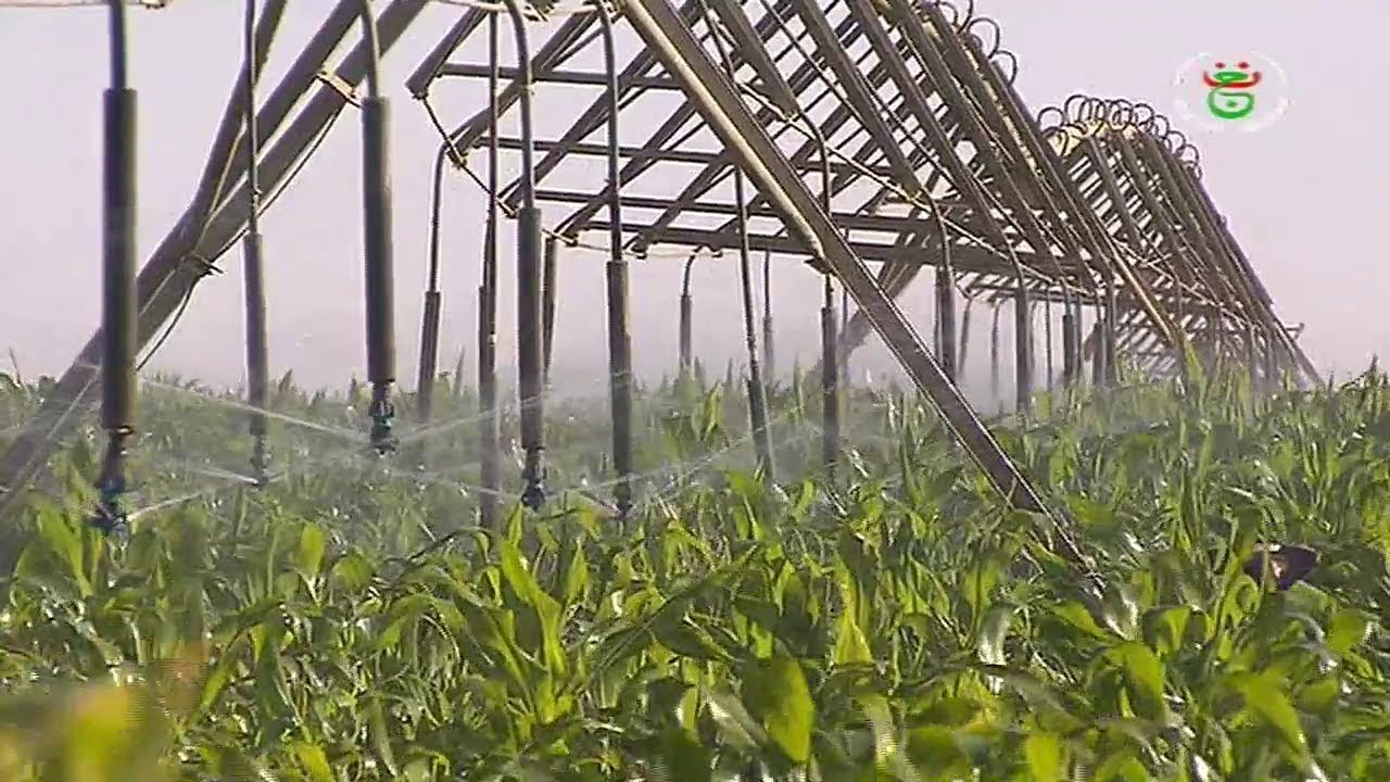 الجزائر - تمنراست | زراعة الحبوب والذرة تحقق نتائج باهرة في صحراء عين صالح الشاسعة