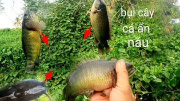 Hành trình. câu cá câu cá rô đồng cá trê toán là cá to cỡ nầy @chuachactv