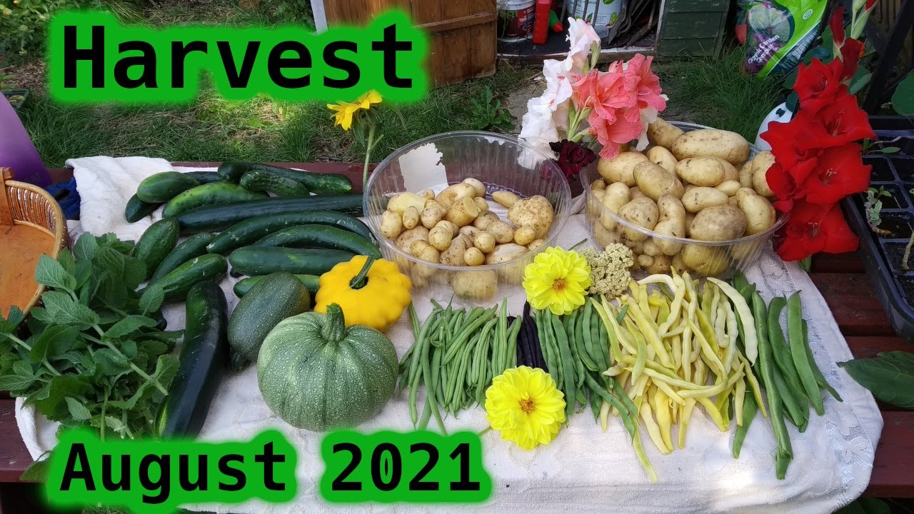 August 2021 - Harvest on the Allotment Plot