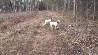 English Setter and English Pointer training on Ruffed Grouse.