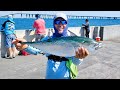 Bite is hot at skyway fishing pier bonita  spanish  king mackerel