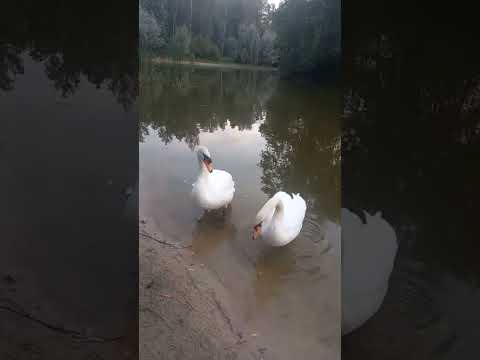 Красавцы лебеди ожидают кормежки