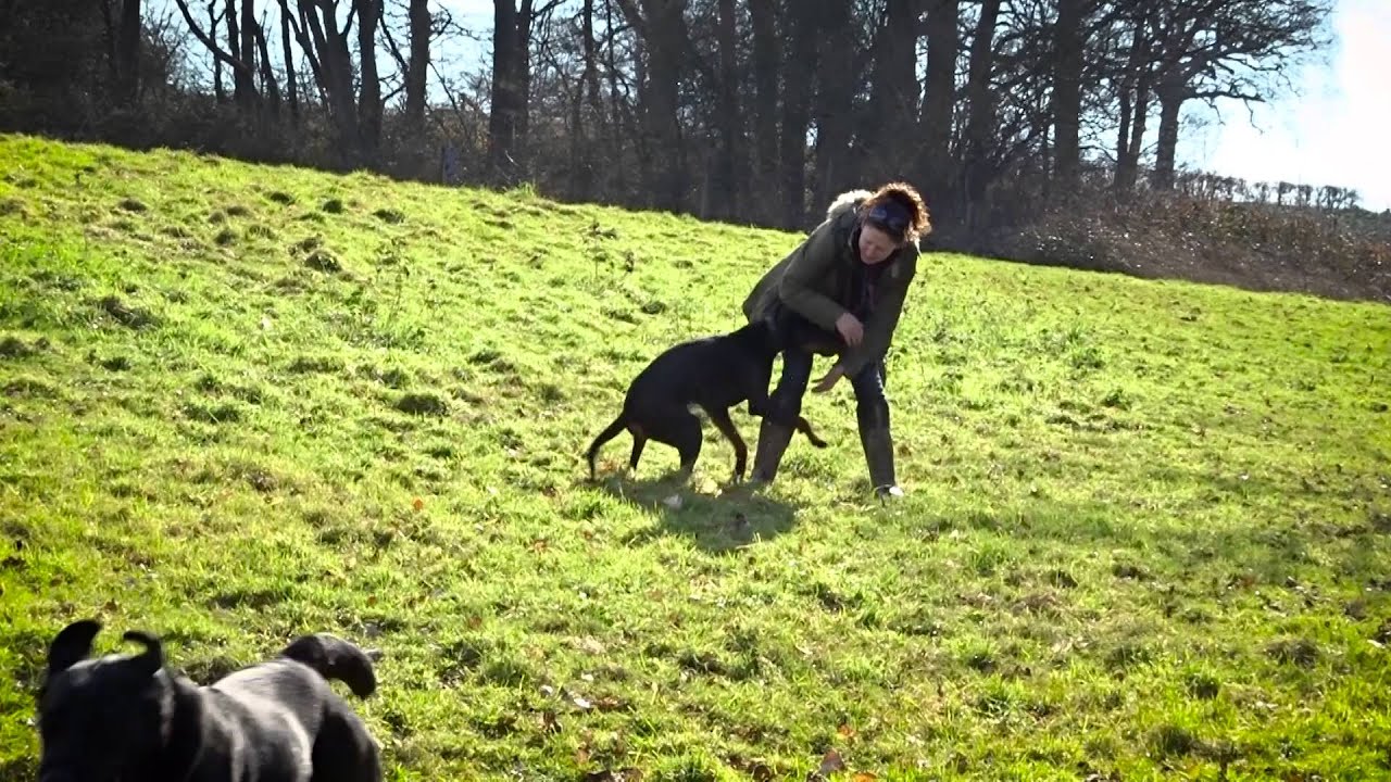 Echo - Doberman - 3 Week Residential Dog Training at Adolescent Dogs ...