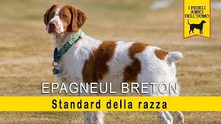 Epagneul Breton - Standard della razza by RUNshop 20,275 views 4 years ago 3 minutes, 15 seconds