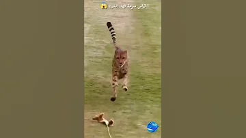 قياس سرعة فهد الشيتا 
